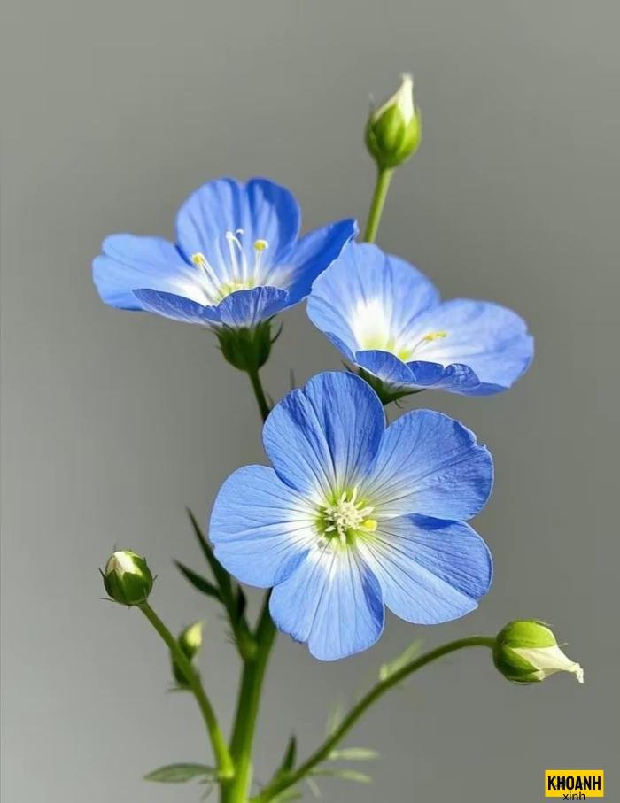 999+ Hình ảnh các loài hoa đẹp nhất thế giới sắc nét