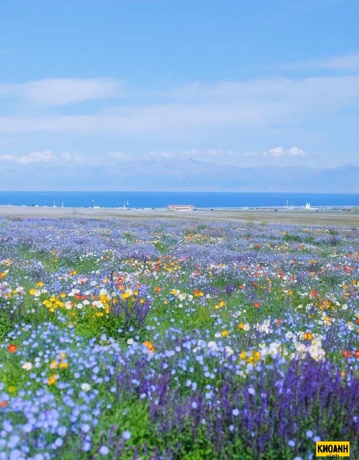 ảnh cánh đồng hoa