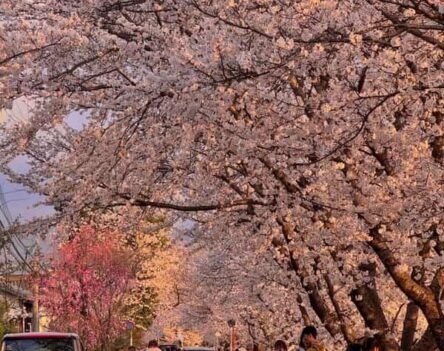 Tổng hợp hình ảnh hoa anh đào Nhật Bản 4K làm hình nền