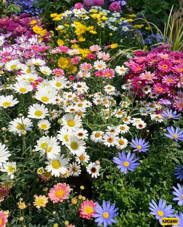 ảnh hoa cúc họa mi