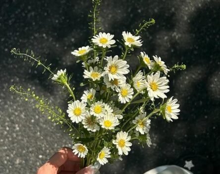 Ngắm nhìn bộ ảnh hoa cúc trắng trong mưa lãng mạng