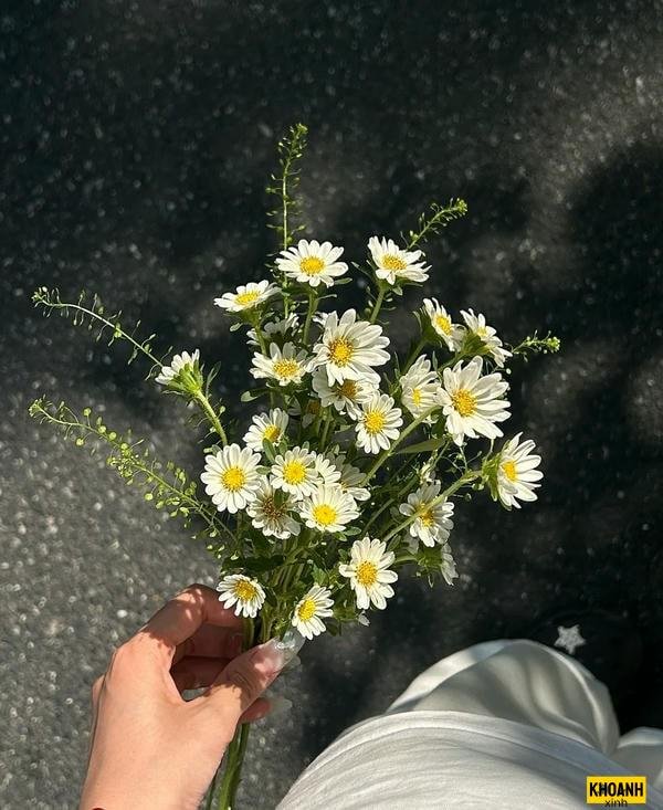 anh hoa cuc trang dep