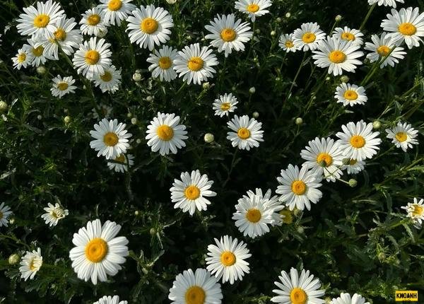 ảnh hoa cúc trắng đẹp