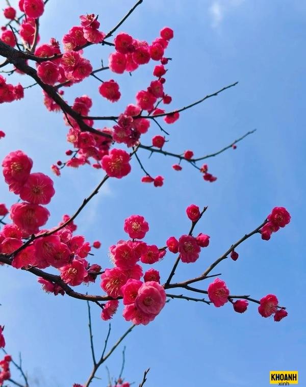 anh hoa dao ngay tet