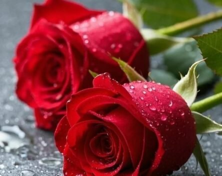 Chiêm ngưỡng bộ sưu tập ảnh hoa hồng đỏ rực rỡ, quyến rũ