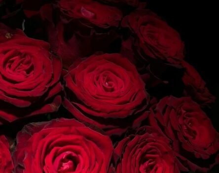 Ngắm nhìn bộ sưu tập ảnh hoa hồng nghệ thuật