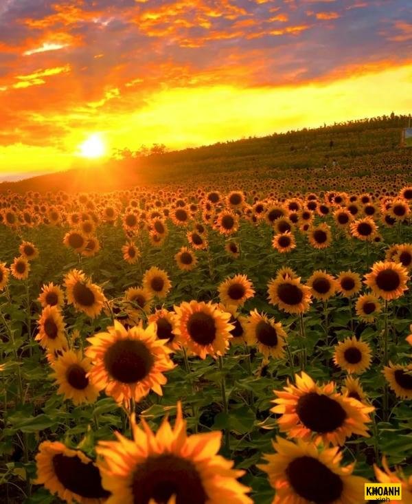 ảnh hoa hướng dương