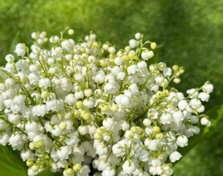 Chiêm ngưỡng bộ sưu tập ảnh hoa linh lan