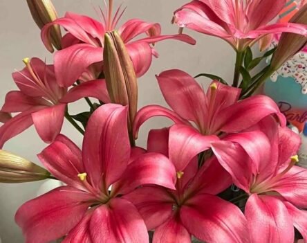 Tải miễn phí bộ ảnh hoa ly 4K sắc nét làm hình nền