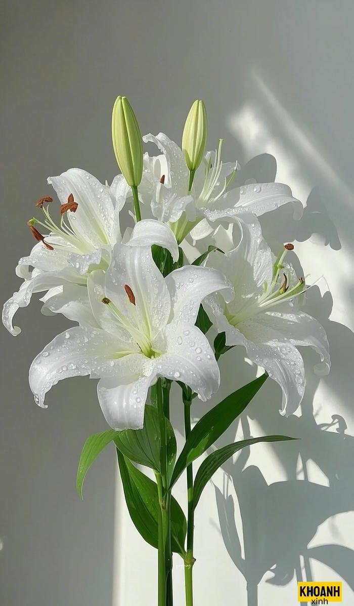 ảnh hoa ly trắng đẹp