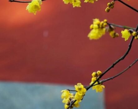 Tổng hợp hình ảnh hoa mai nghệ thuật cực nét 2026