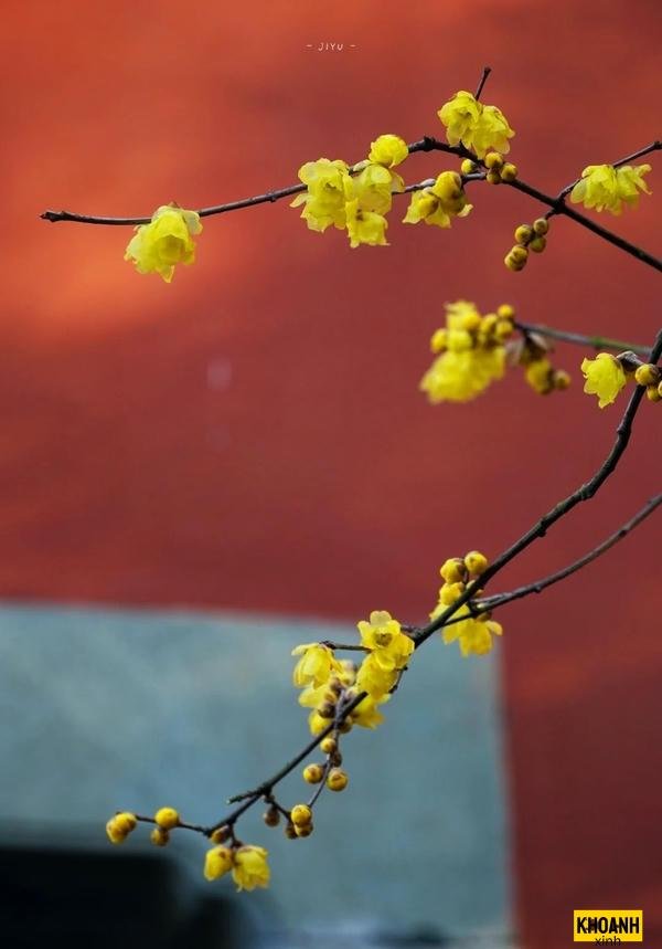 anh hoa mai vang ruc