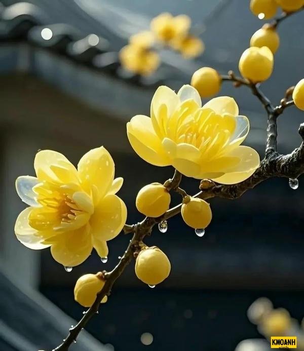 ảnh hoa mai vàng rực