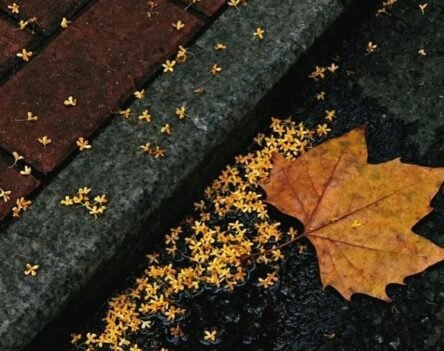 Chiêm ngưỡng bộ sưu tập ảnh hoa nguyệt quế nở rộ