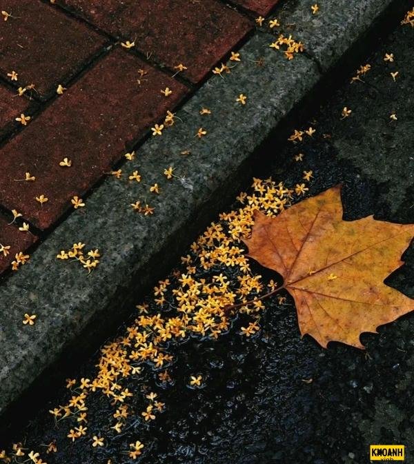 Chiêm ngưỡng bộ sưu tập ảnh hoa nguyệt quế nở rộ