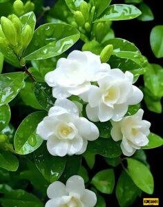 Chiêm ngưỡng bộ sưu tập ảnh hoa nhài trắng muốt