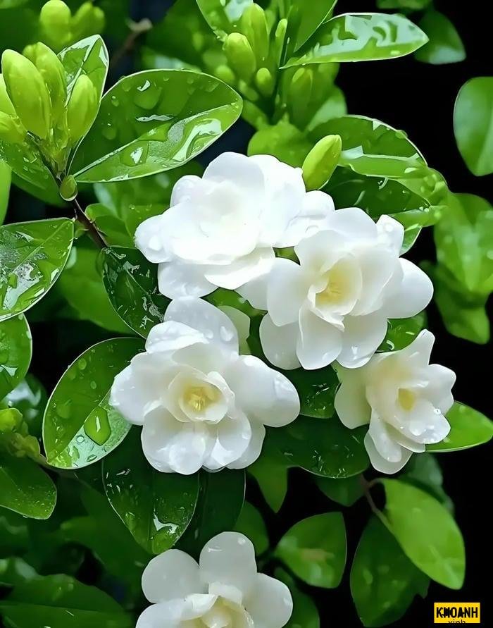 Chiêm ngưỡng bộ sưu tập ảnh hoa nhài trắng muốt