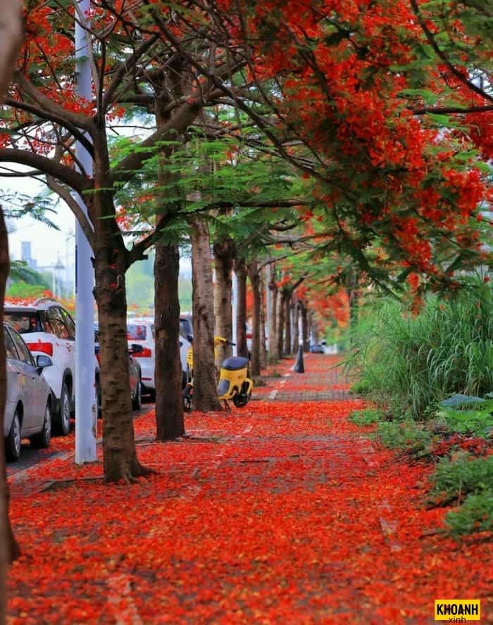 ảnh hoa phượng