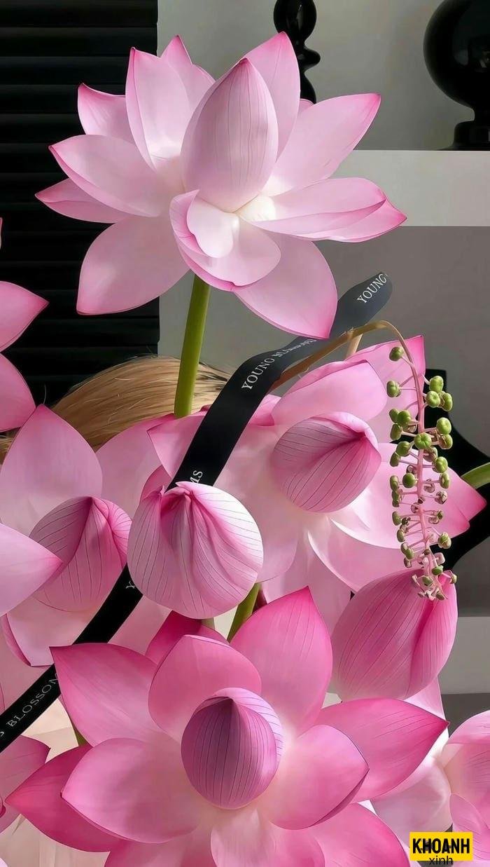 ảnh hoa sen hồng đẹp