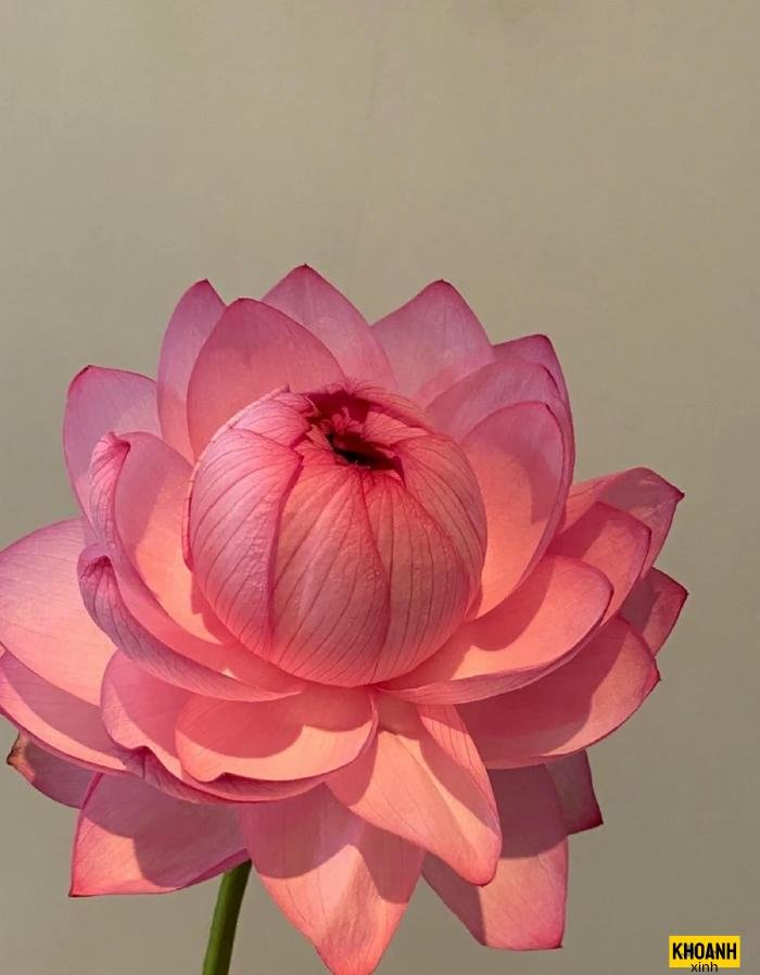 ảnh hoa sen hồng đẹp