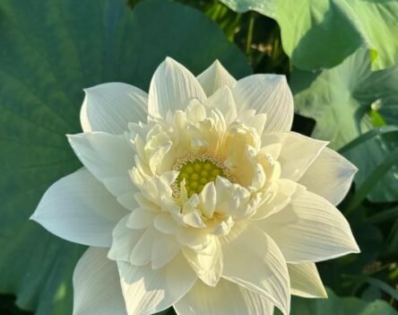 Tổng hợp hình ảnh hoa sen trắng nền đen buồn