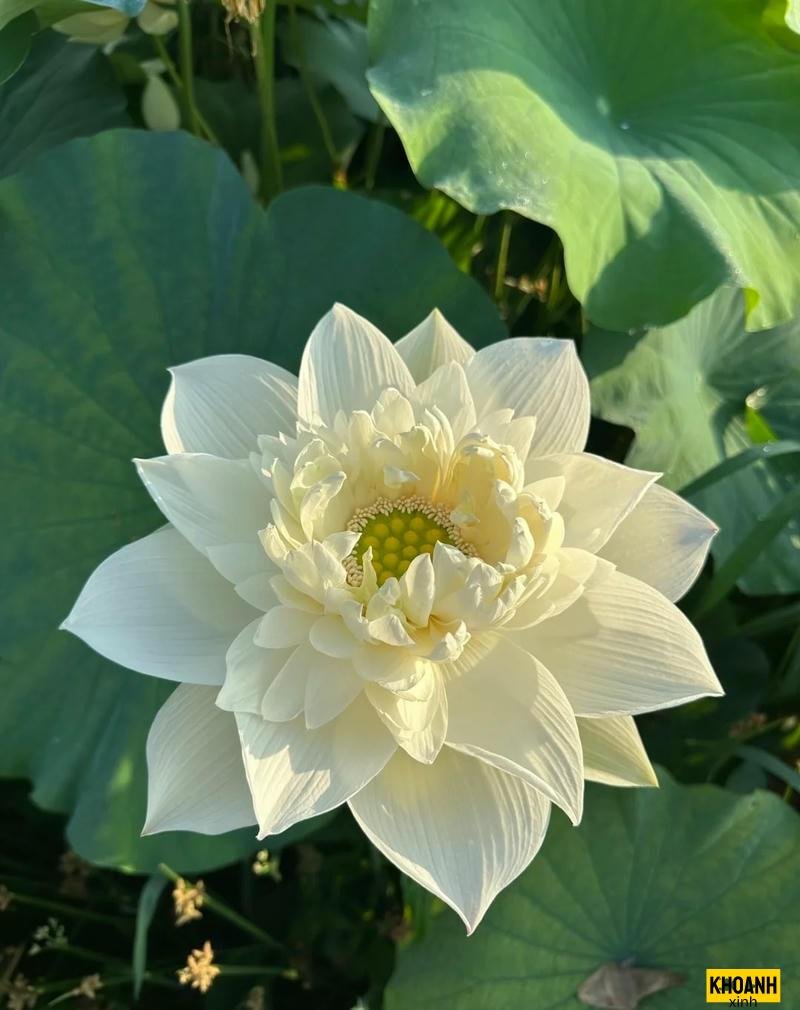 anh hoa sen trang net