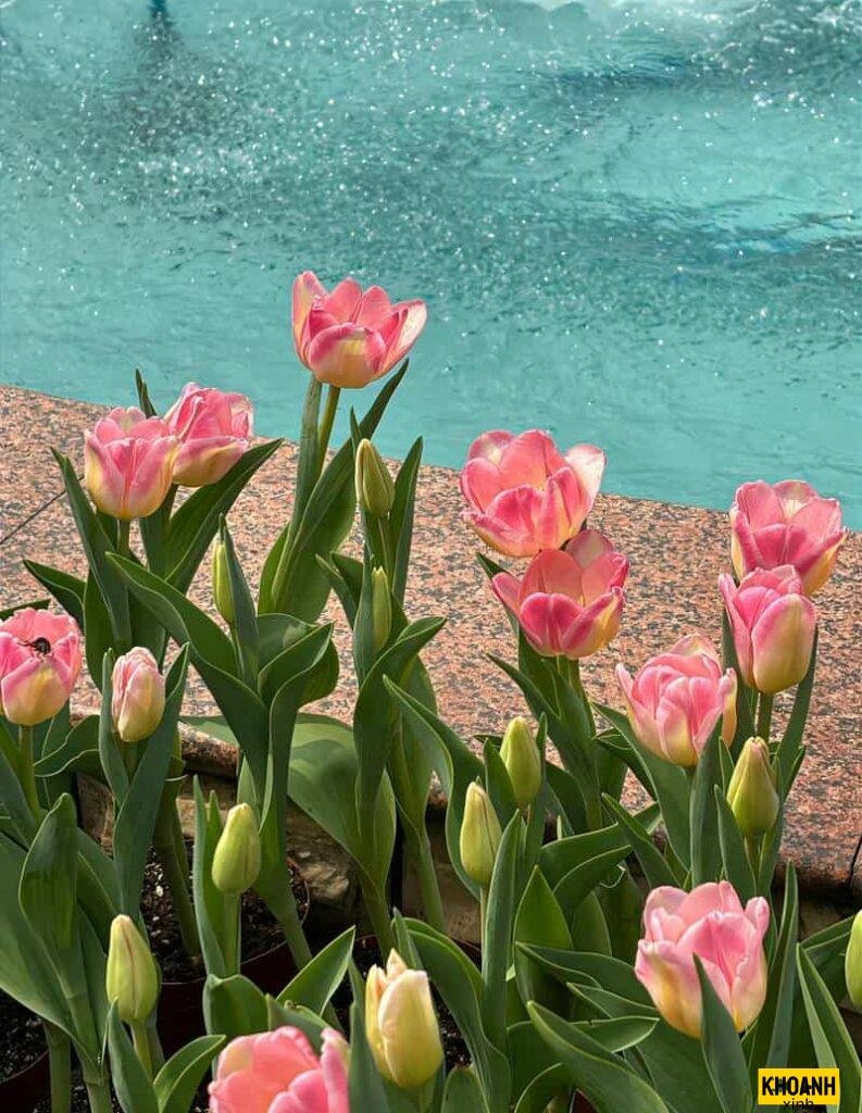 Bộ hình ảnh hoa tulip cho điện thoại và máy tính siêu nét