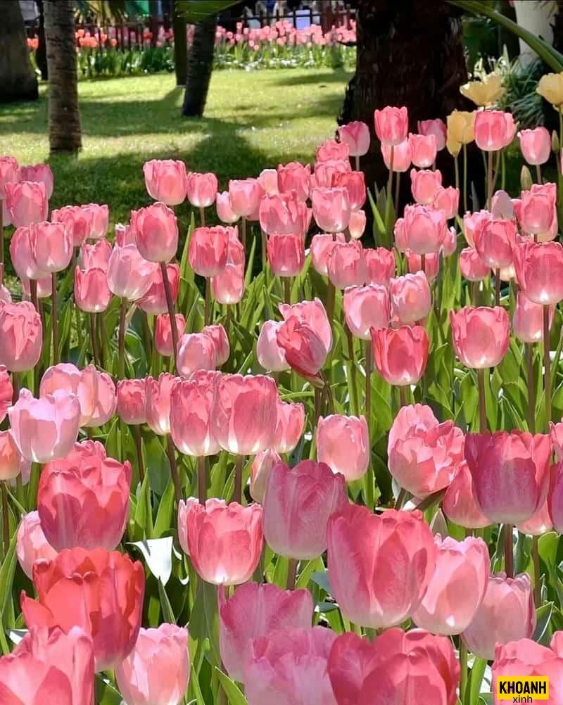 ảnh hoa tulip rực rỡ