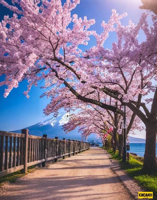 ảnh nền hoa anh đào