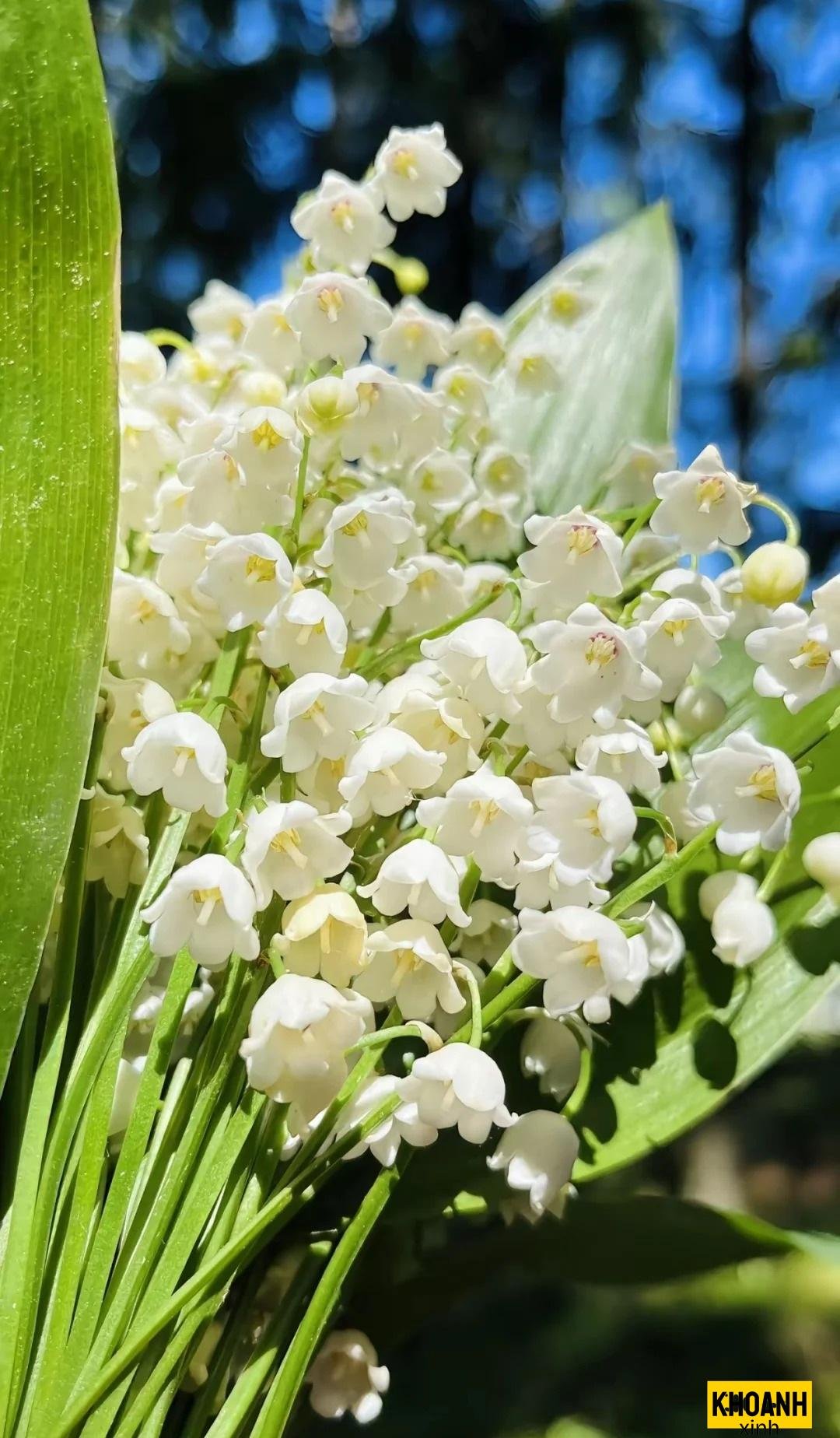 bó hoa linh lan cưới