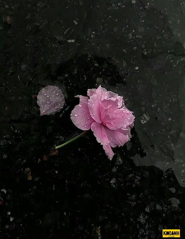 boi canh hoa buon 4k