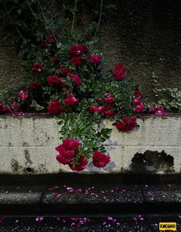 bối cảnh hoa buồn 4k