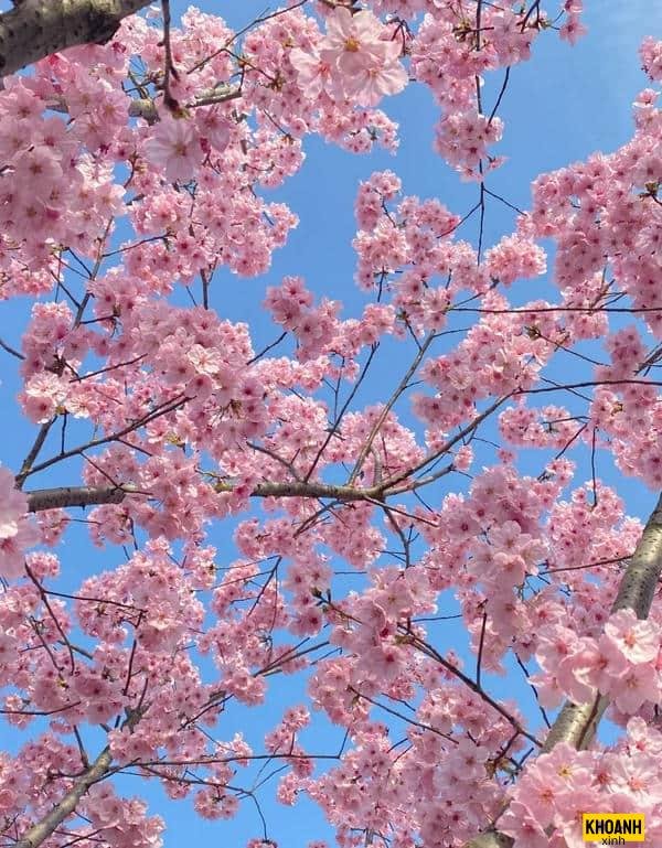 bối cảnh hoa đào 4k