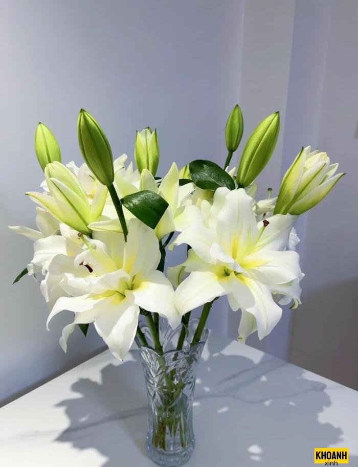 bối cảnh hoa ly hd