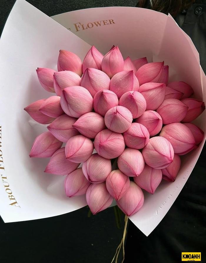 búp sen hồng chớm nở