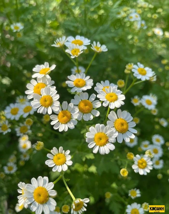 các loại hoa lạ mắt