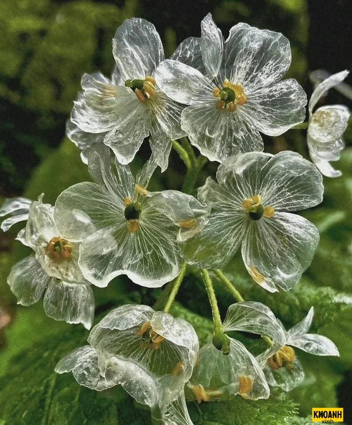 các loại hoa nghệ thuật