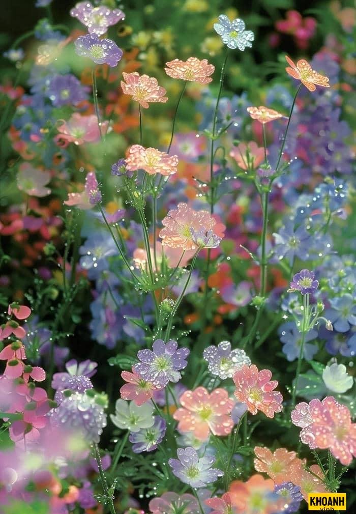 các loại hoa thiên nhiên