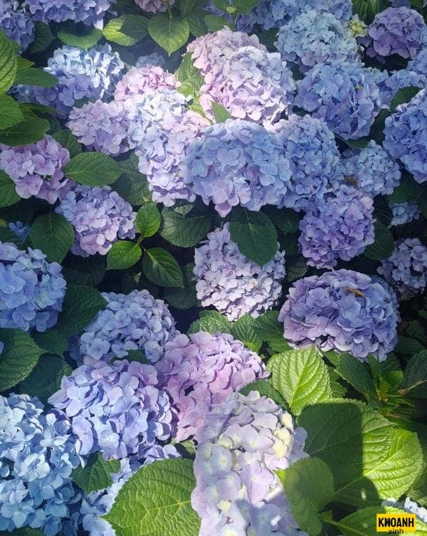 cẩm tú cầu đà lạt