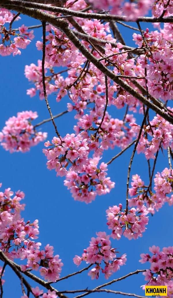 cánh đào rơi mỏng manh