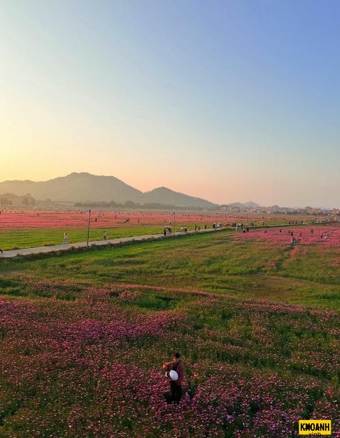 cánh đồng hoa bất tận