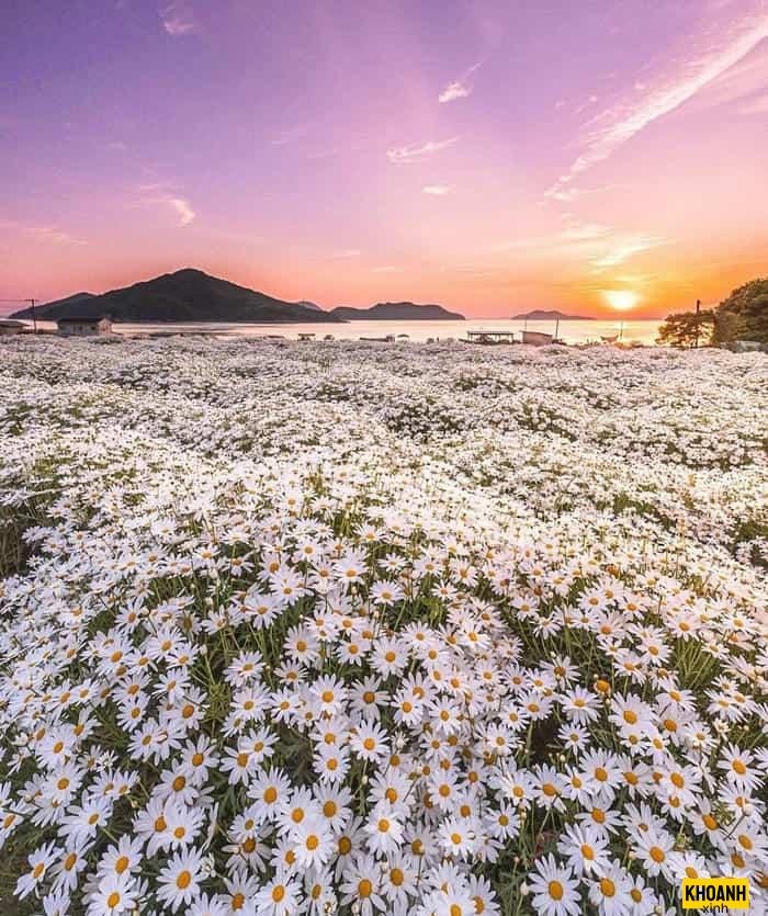 cánh đồng hoa bốn mùa