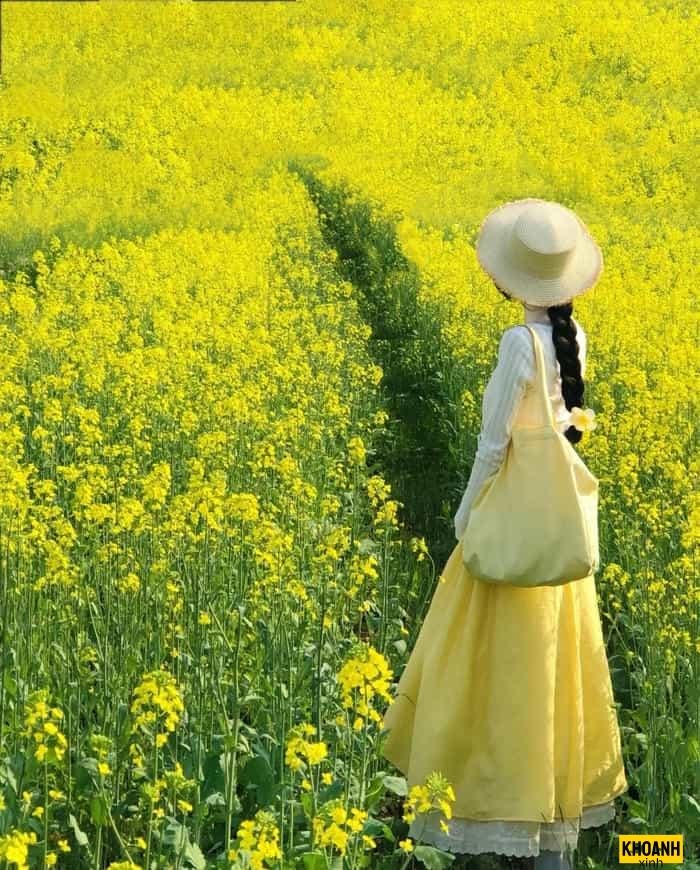 cánh đồng hoa cải vàng