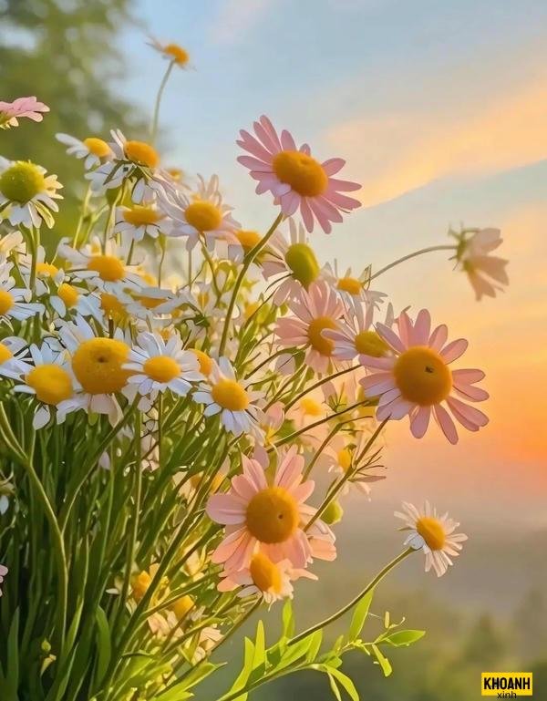 cánh đồng hoa cúc hd