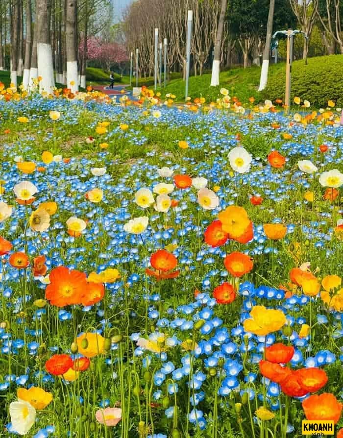 canh dong hoa dep hd