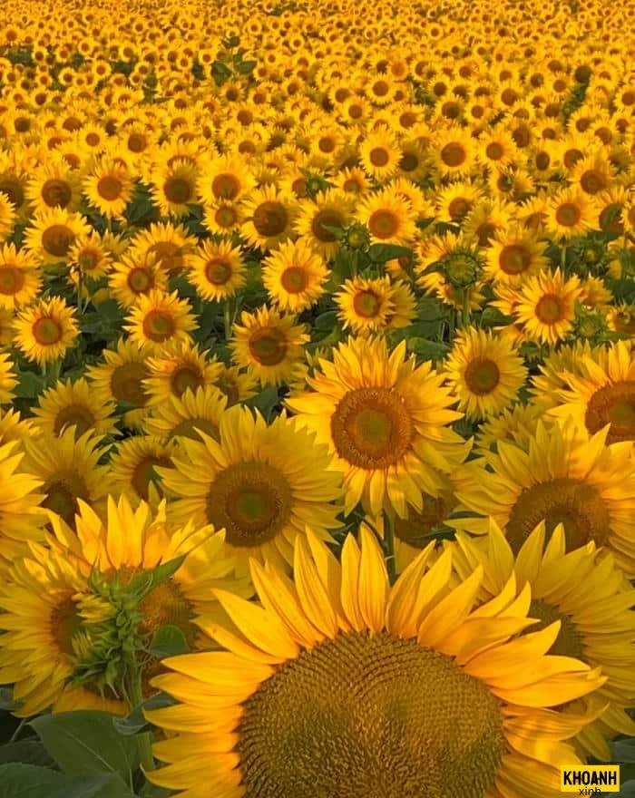cánh đồng hoa hướng dương
