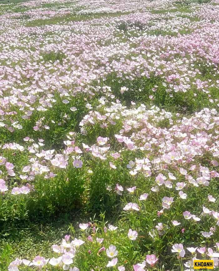 cánh đồng hoa lung linh