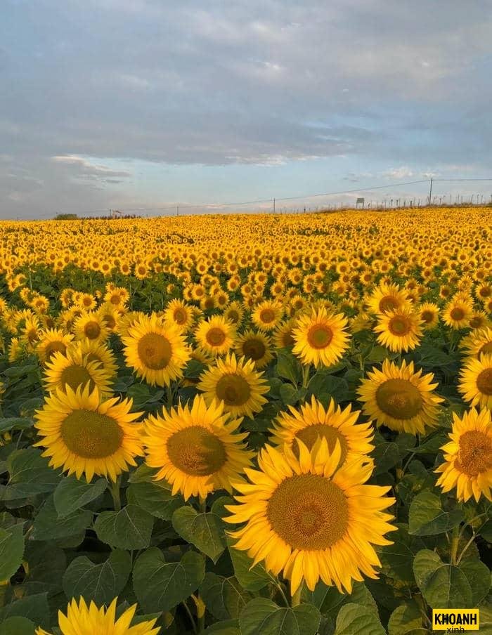 cánh đồng hoa mặt trời