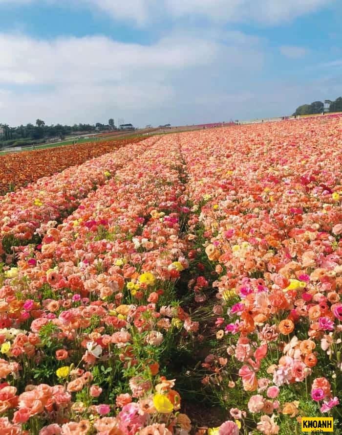 cánh đồng hoa nghệ thuật