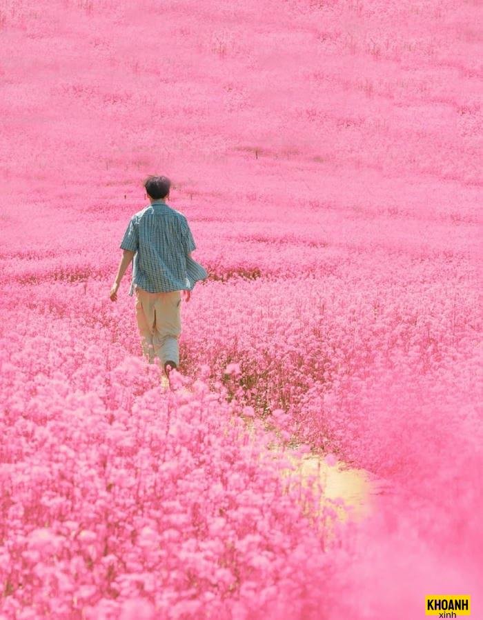 cánh đồng hoa rực rỡ
